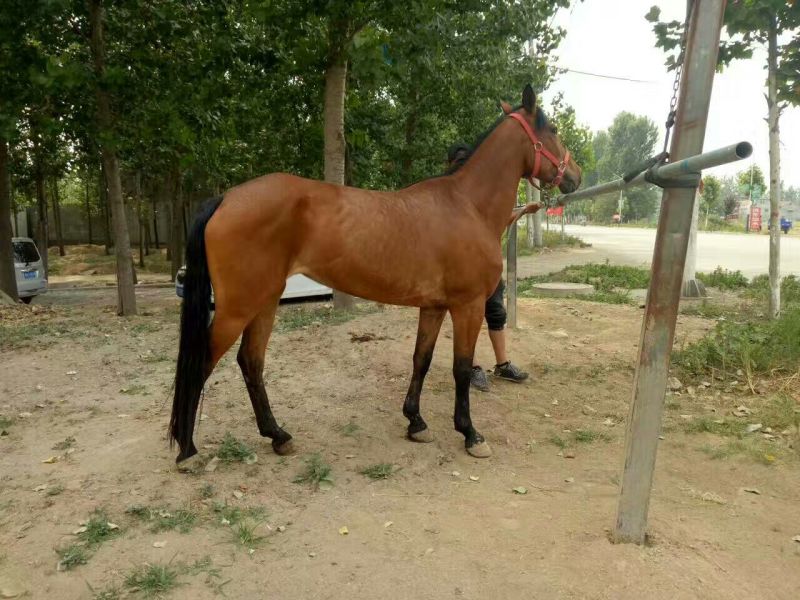 半血马400~500kg