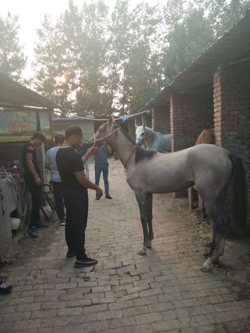 半血马400~500kg