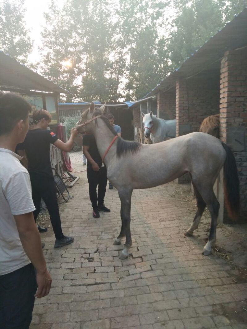 半血马400~500kg