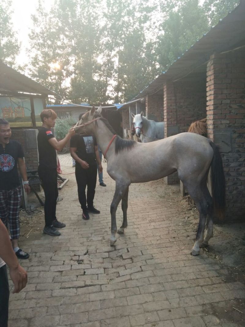 半血马400~500kg