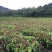 芒果苗1m以下