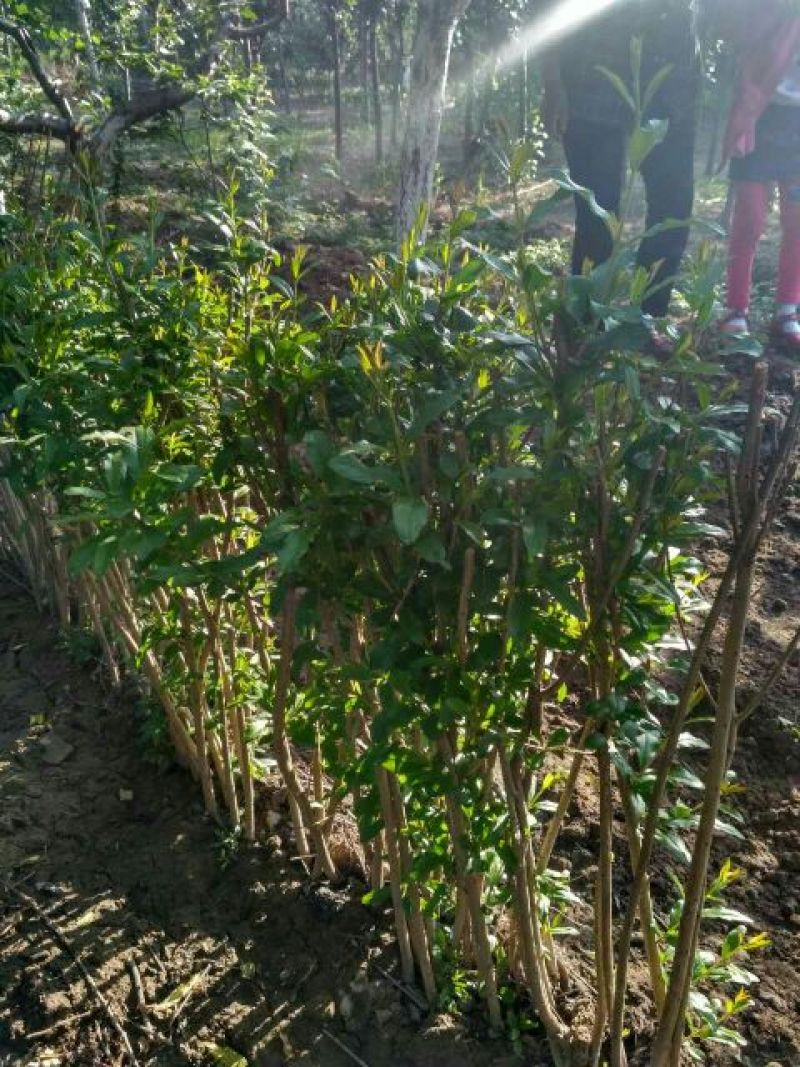 红石榴苗泰山红石榴树苗