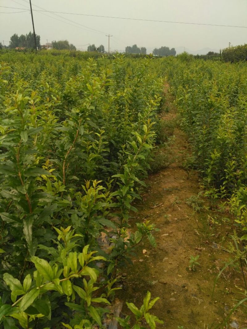 红石榴苗泰山红石榴树苗