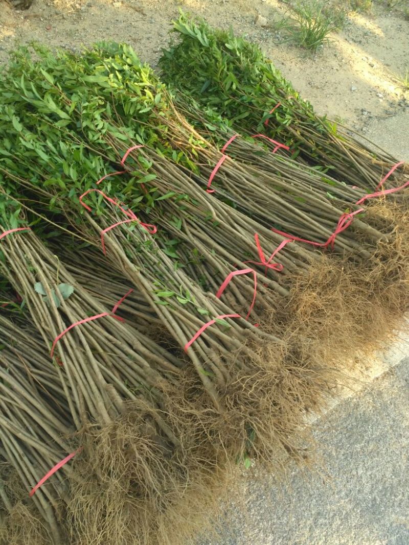 红石榴苗泰山红石榴树苗