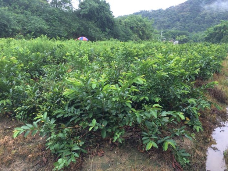 番石榴苗30~50cm