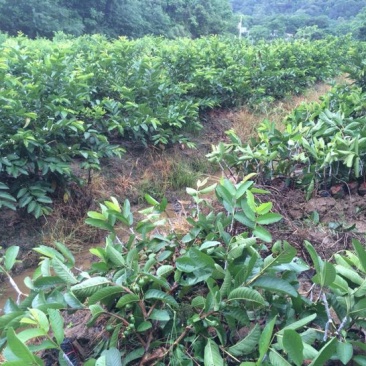 番石榴苗30~50cm