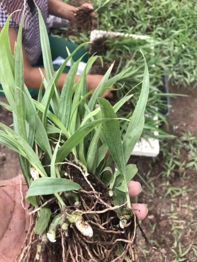 三叉白芨种苗紫花宽叶高产