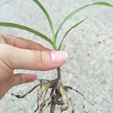 三叉白芨种苗紫花宽叶高产