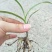 三叉白芨种苗紫花宽叶高产