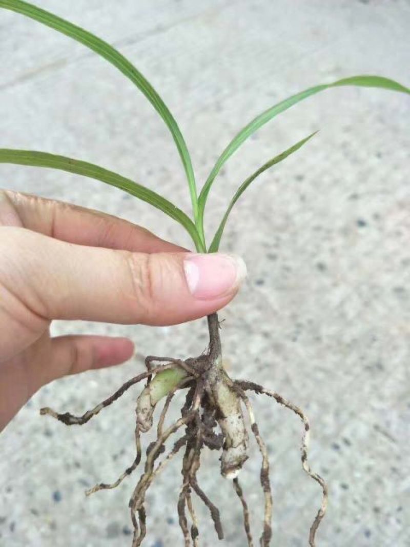 三叉白芨种苗紫花宽叶高产
