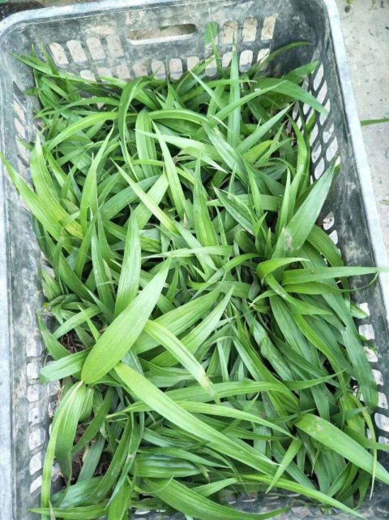 三叉白芨种苗紫花宽叶高产
