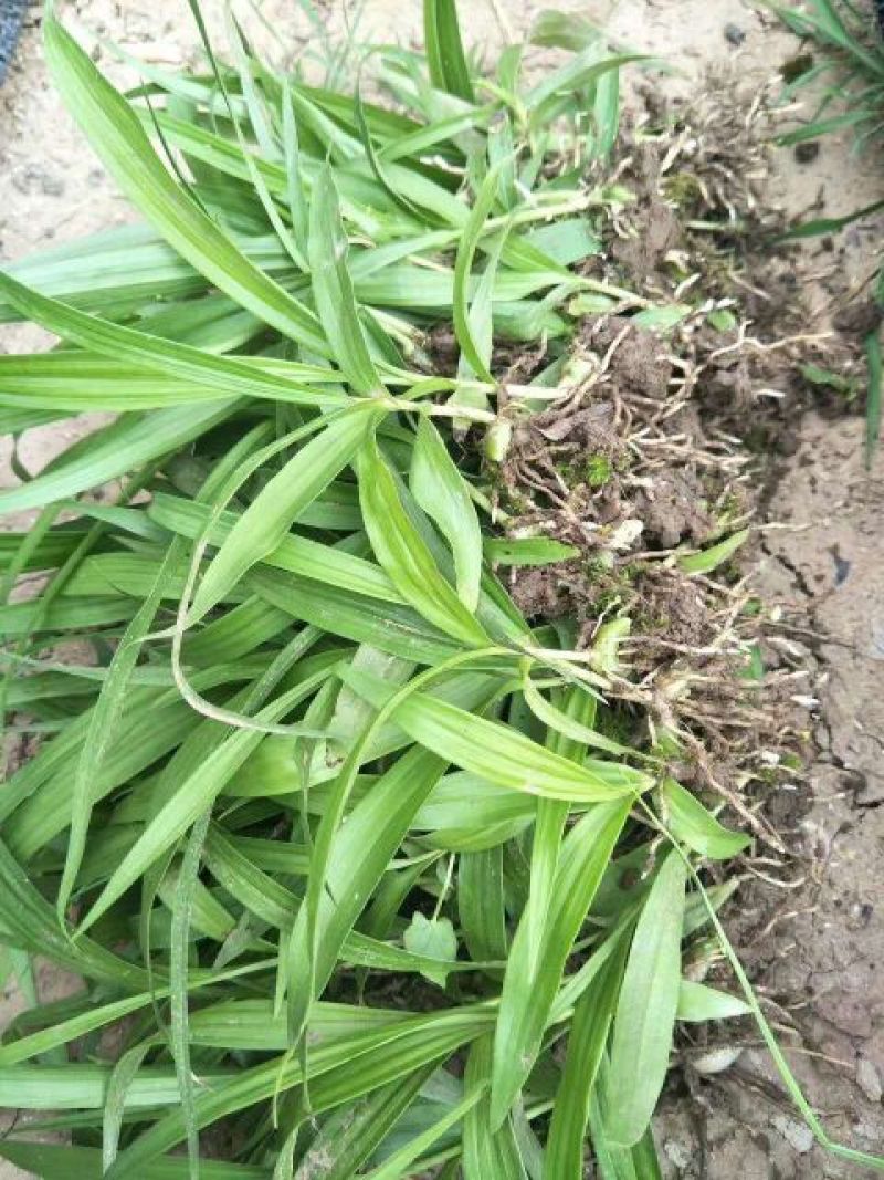 三叉白芨种苗紫花宽叶高产