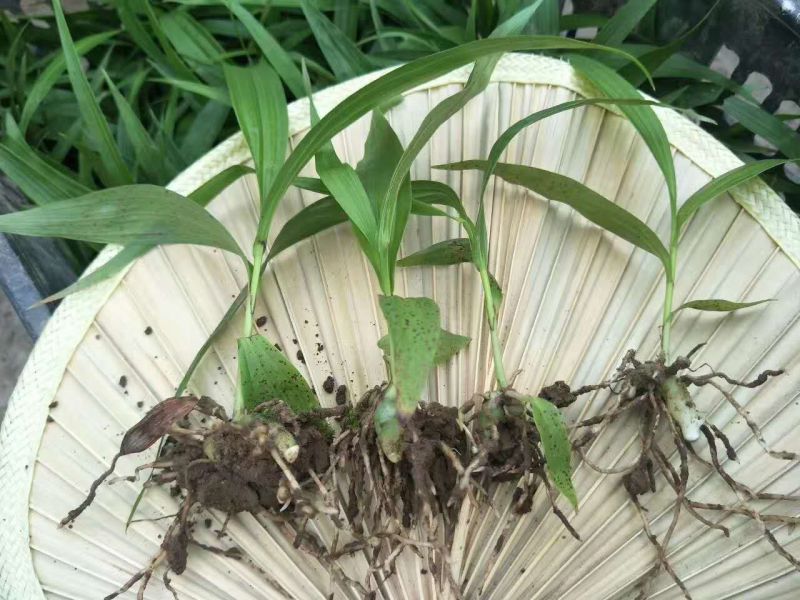 三叉白芨种苗紫花宽叶高产