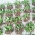三叉白芨种苗紫花宽叶高产