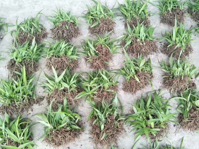 三叉白芨种苗紫花宽叶高产
