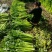 胡芹西芹五十公分以上