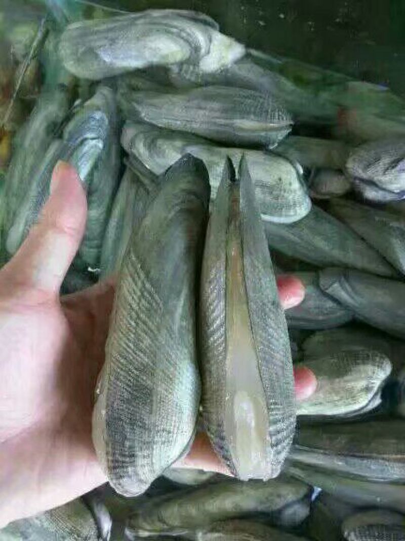 毛螺红螺食用鲜活10~30只/kg