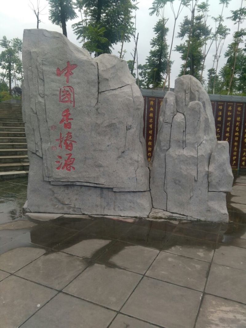 正宗大竹巴山红香椿，二郎红香椿苗，红叶香椿苗大量供应！