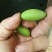 橄榄10g以上