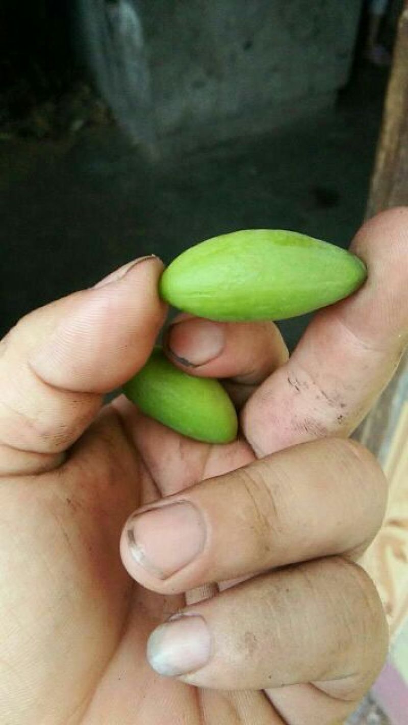 橄榄10g以上