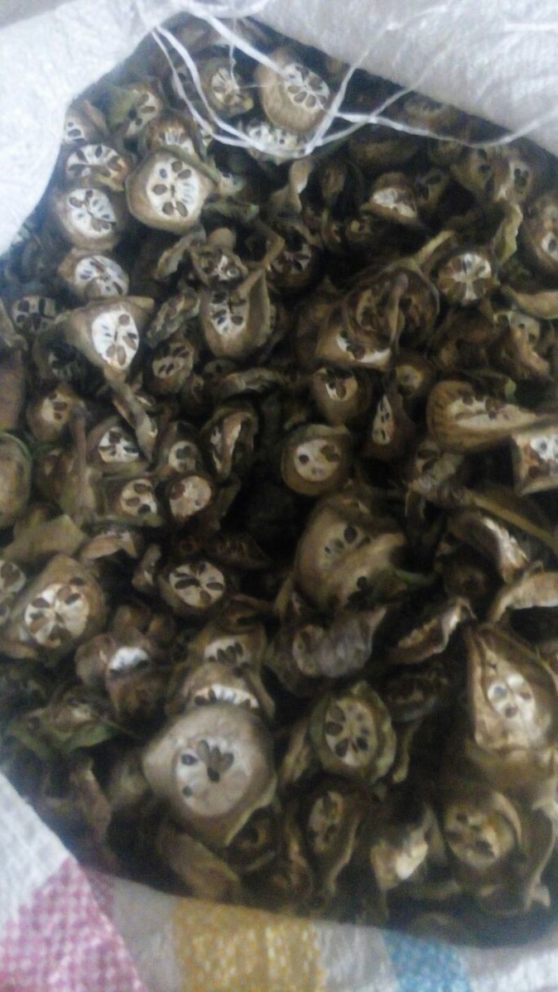 预知子八月扎片，八月瓜片