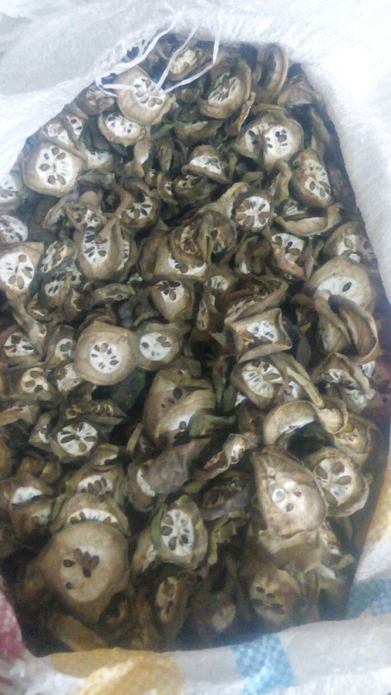 预知子八月扎片，八月瓜片