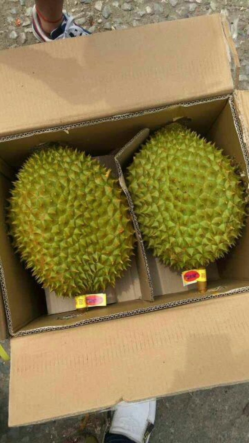 金枕头榴莲5~8斤