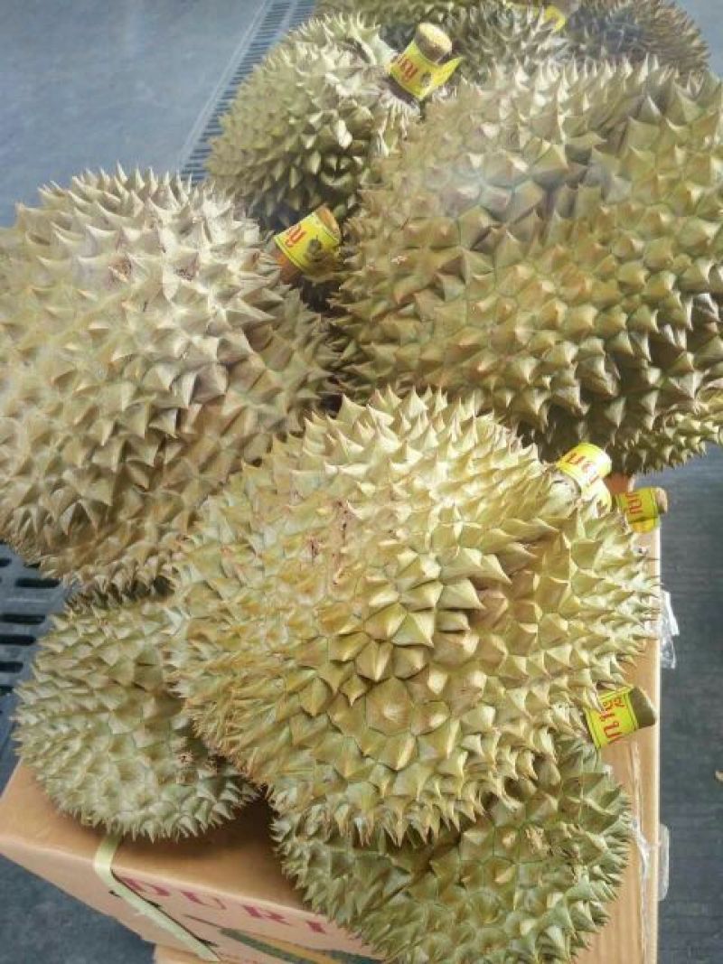 金枕头榴莲5~8斤