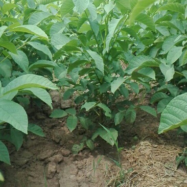8518核桃苗，毛核桃，嫁接核50~100cm一年苗