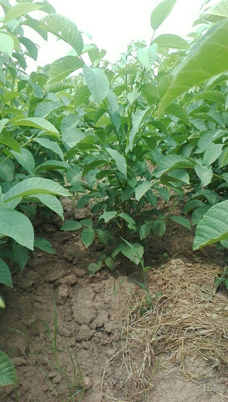8518核桃苗，毛核桃，嫁接核50~100cm一年苗