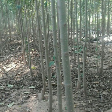 大叶女贞树苗，罗根苗，土球苗20~30cm
