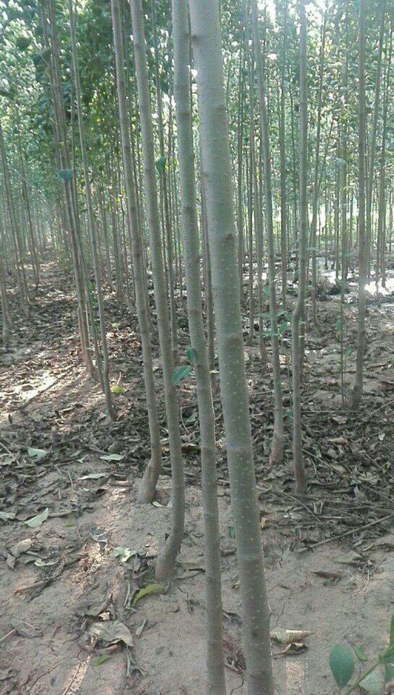 大叶女贞树苗，罗根苗，土球苗20~30cm