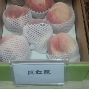 玉露香梨树苗0.8~3cm100~150cm