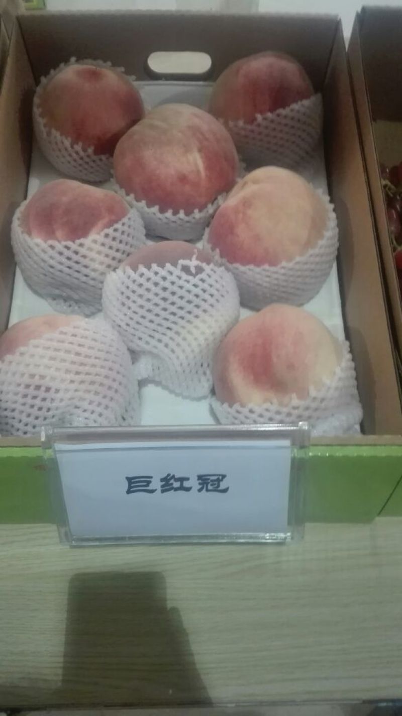 玉露香梨树苗0.8~3cm100~150cm