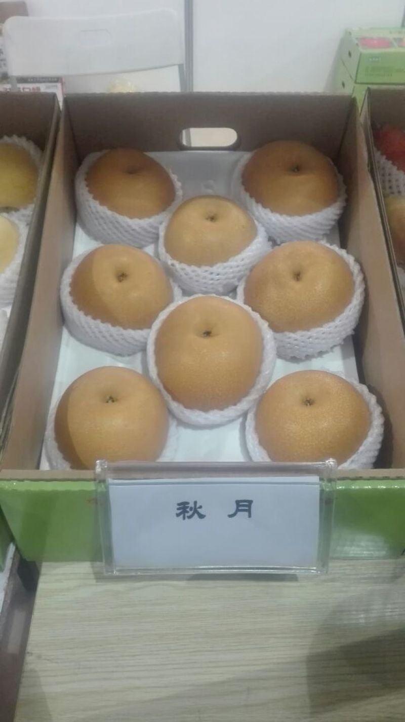 玉露香梨树苗0.8~3cm100~150cm
