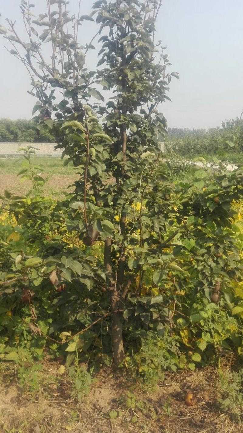 玉露香梨树苗0.8~3cm100~150cm
