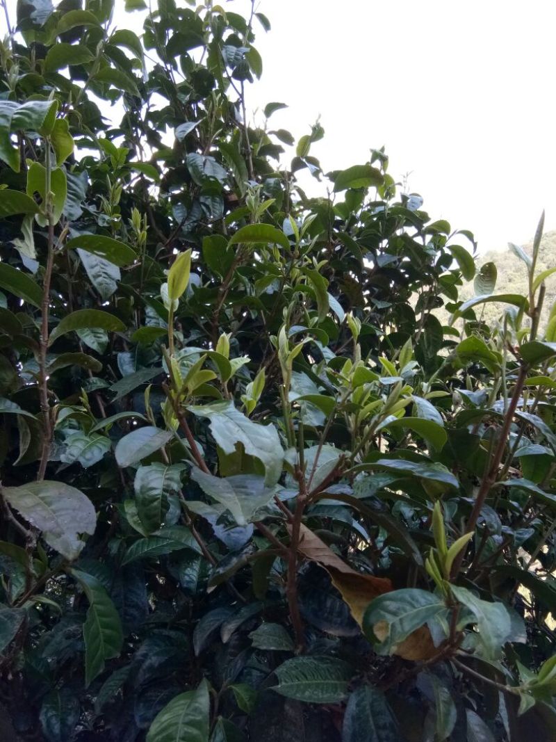 普洱茶二级