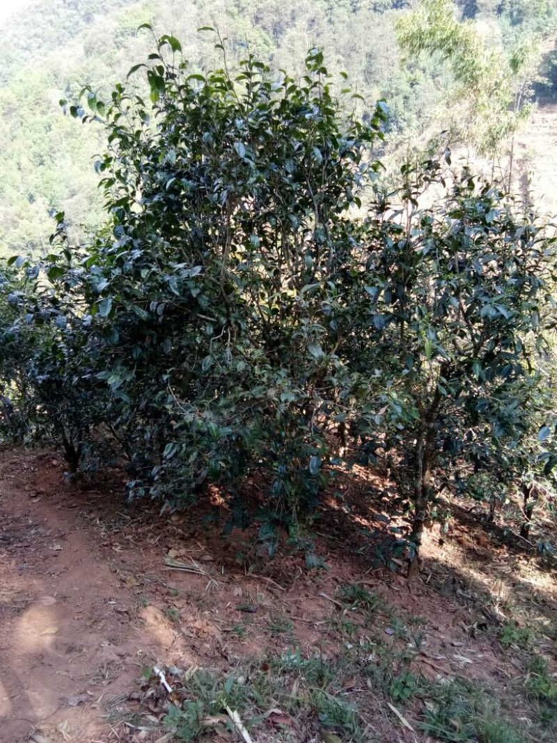 普洱茶二级