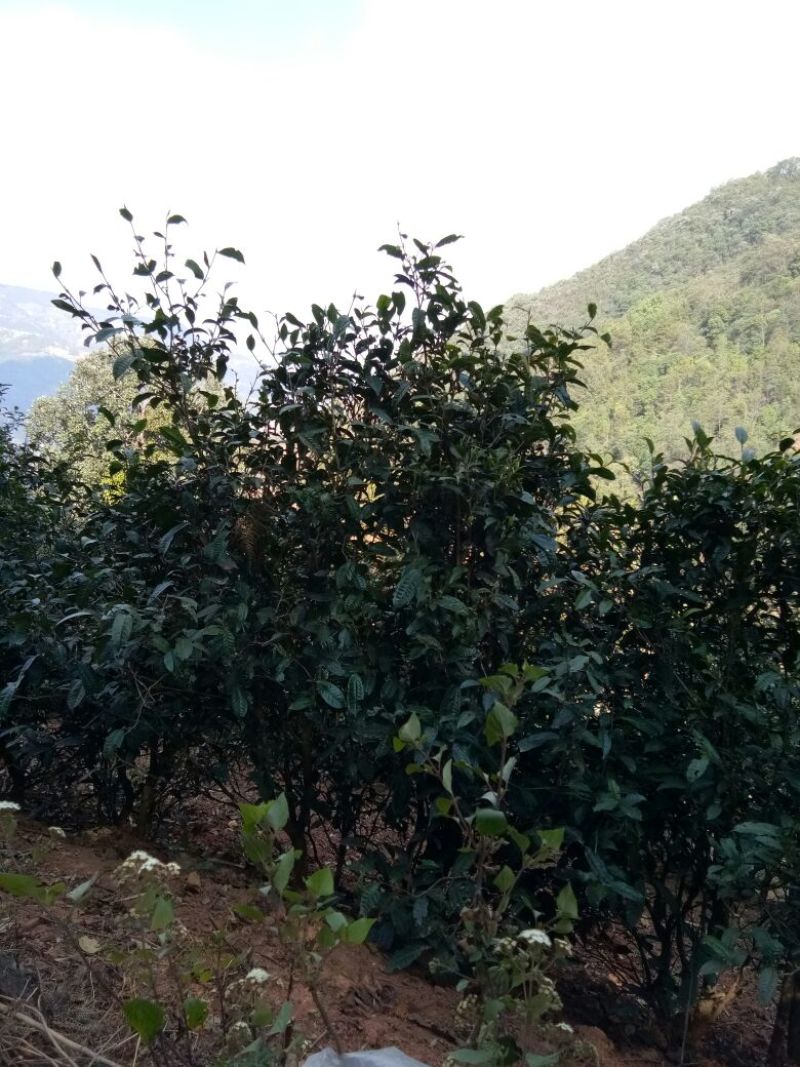 普洱茶二级