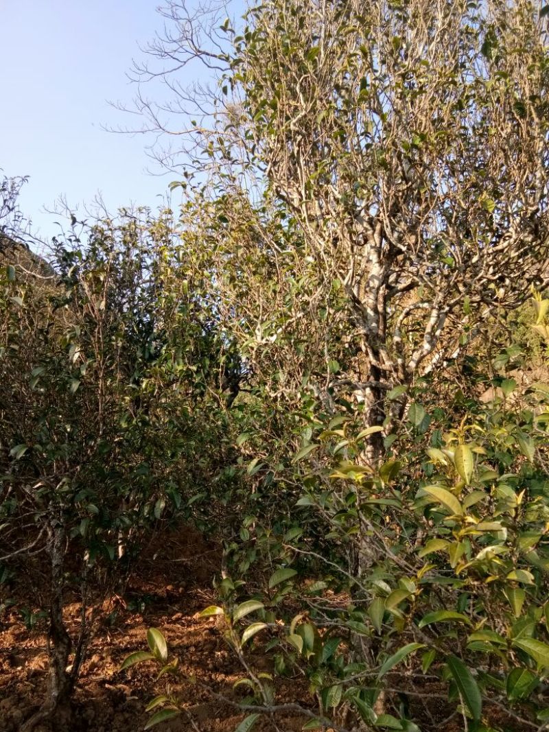 普洱茶二级