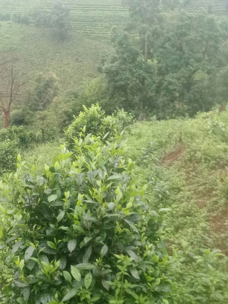 普洱茶一级