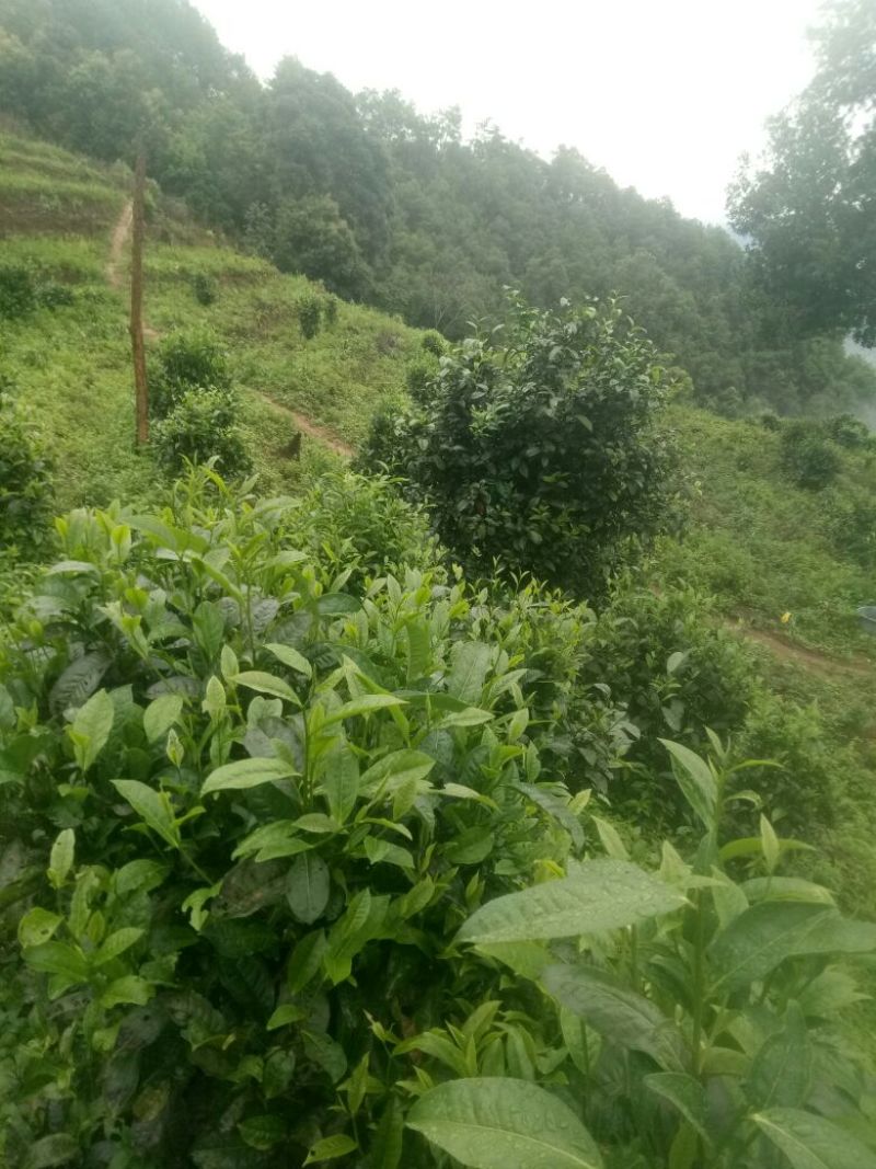 普洱茶一级