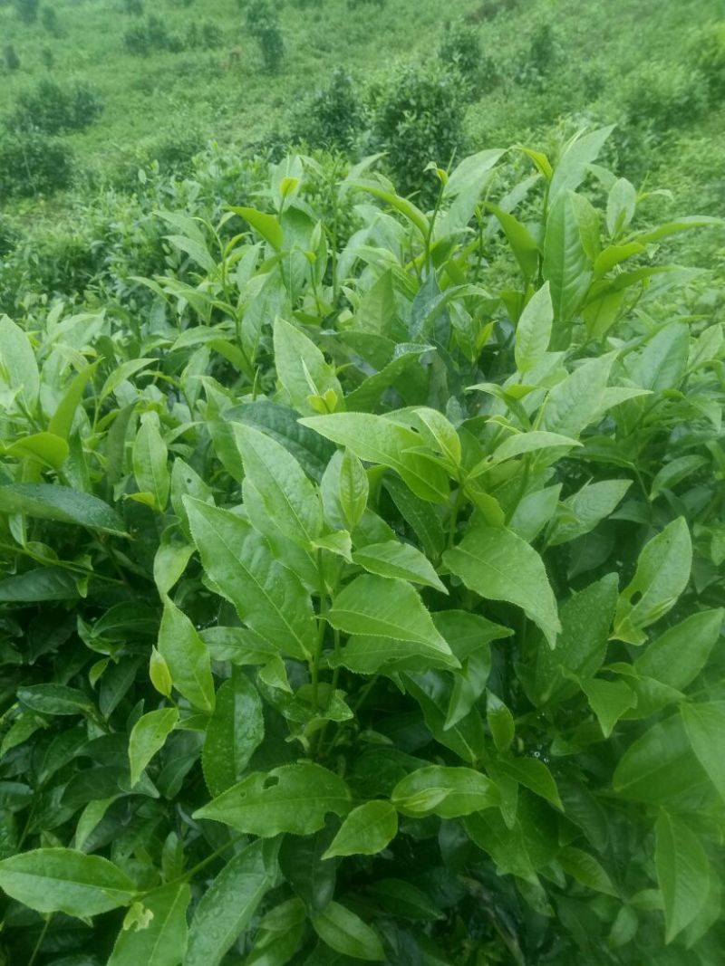 普洱茶一级