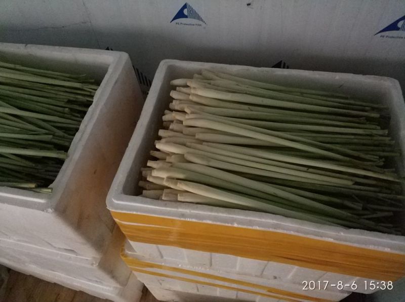 新鲜香茅，泰国香茅，越南香茅，基地直发，味香茎粗