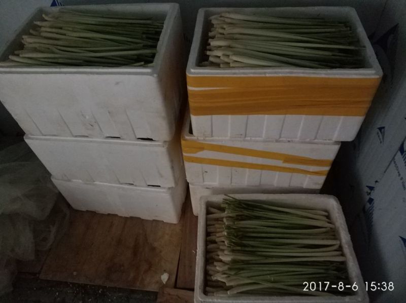 新鲜香茅，泰国香茅，越南香茅，基地直发，味香茎粗