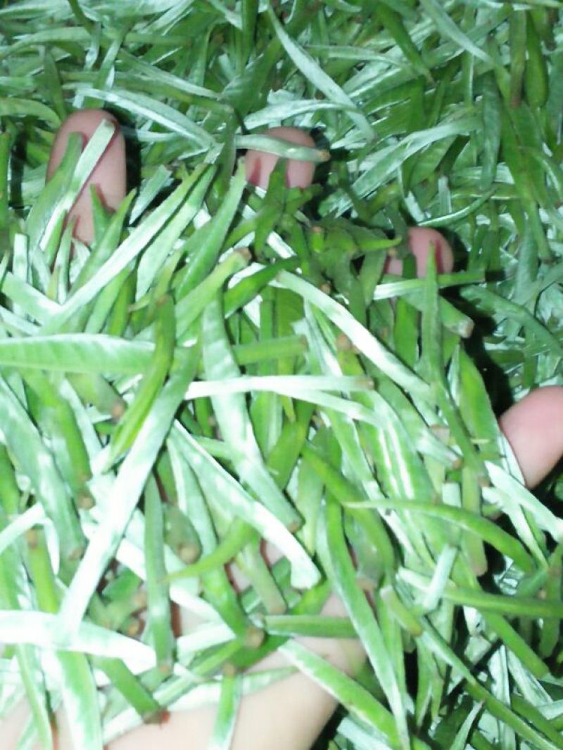 普洱茶特级