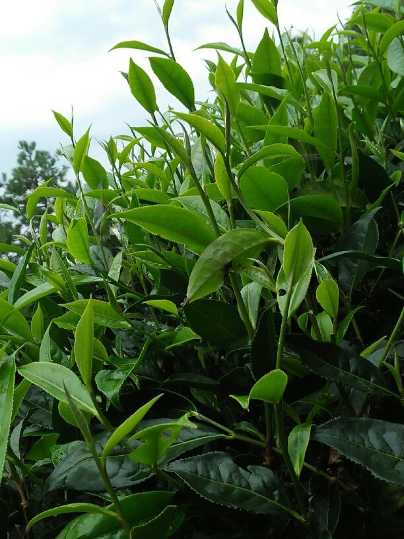 普洱茶特级