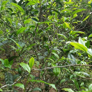 普洱茶特级