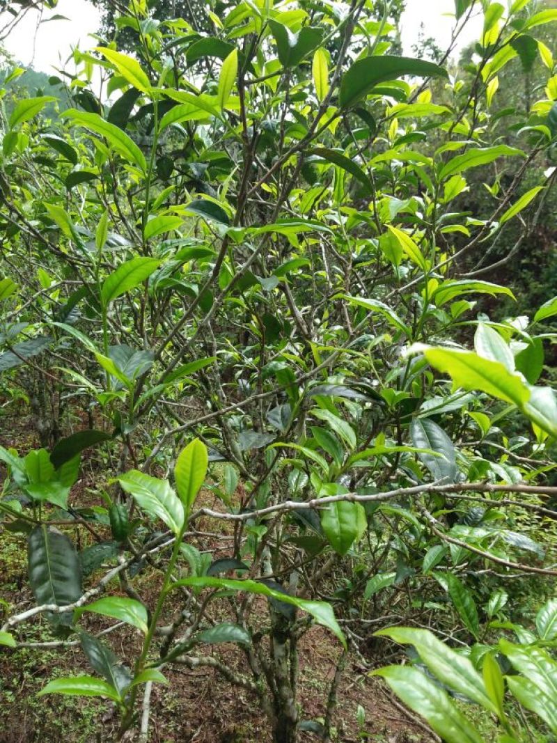 普洱茶特级