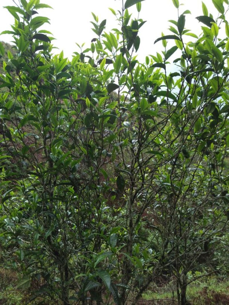 普洱茶特级